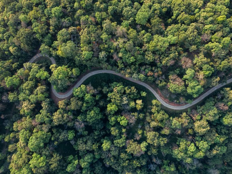 road in forest road in forest